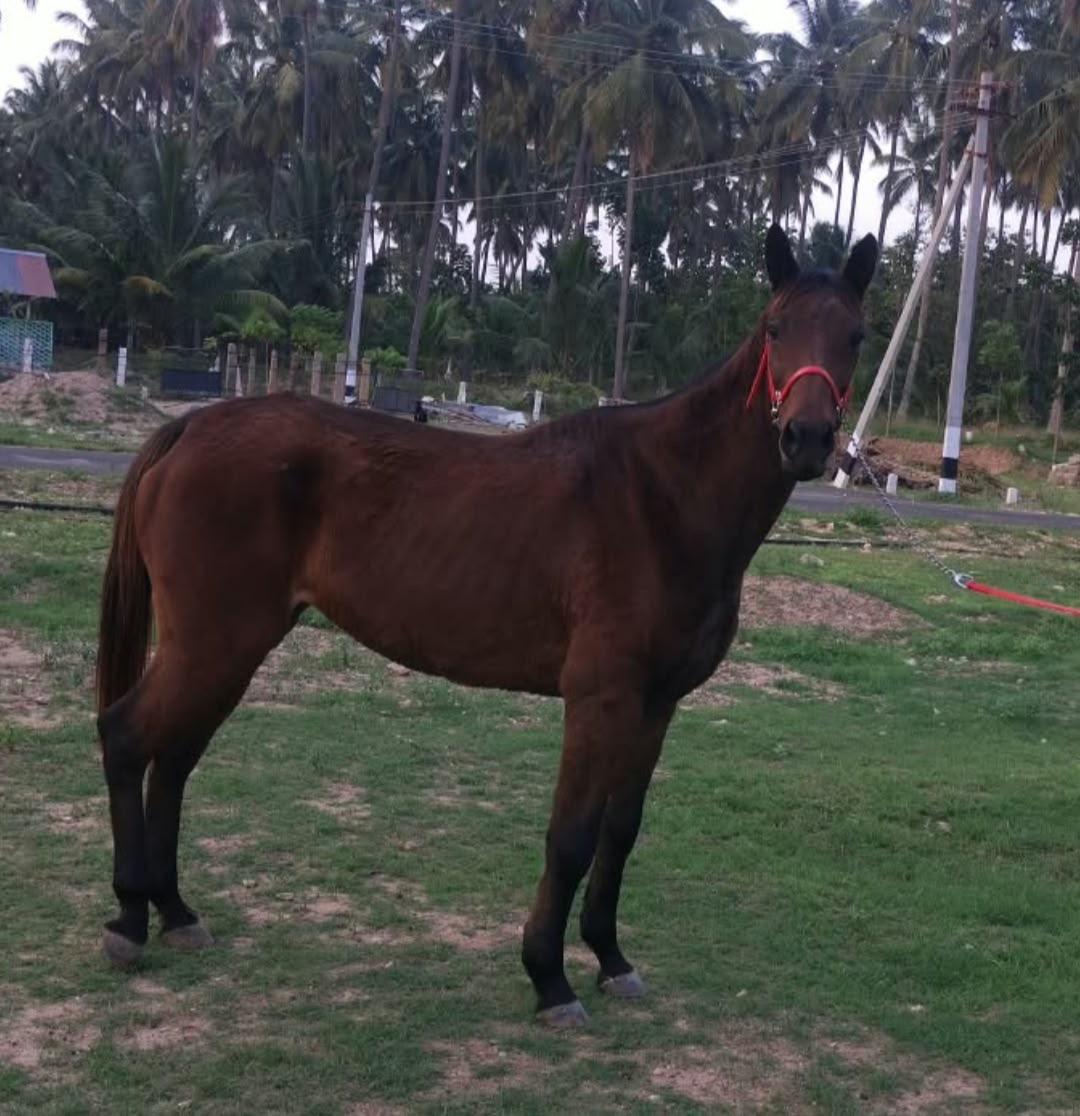 Thoroughbred Mare – Coimbatore