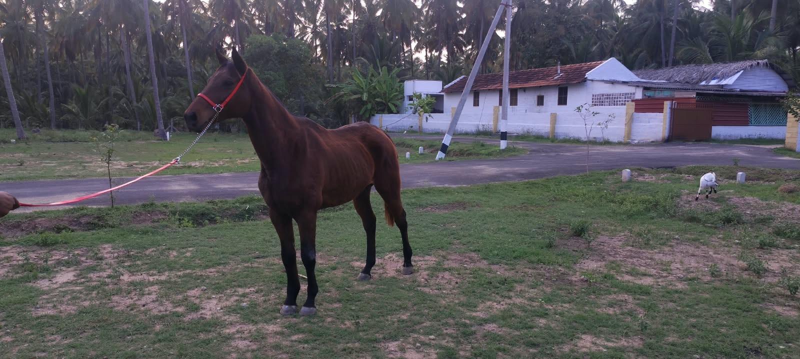 Thoroughbred – Photo 2